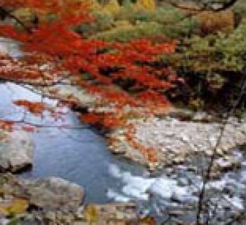 Potomac State Forest Photo