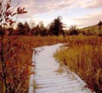 photo of nature trail through Cranesville swamp Photo