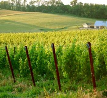 Black Ankle Vineyards  Photo