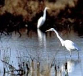 Blackwater National Wildlife Refuge Photo