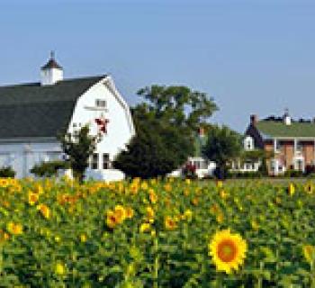 Outside view of Inn with Sunflowers Photo
