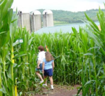 Corn maze Photo