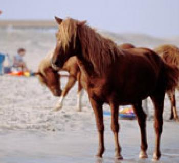 Ponies on the beach at Assateague State Park Photo