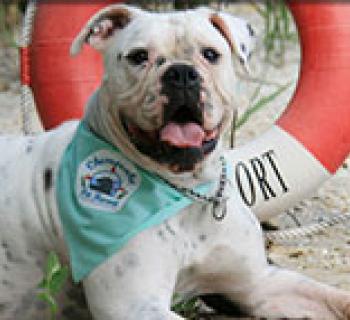 Dog with Life Preserver on the Beach Photo