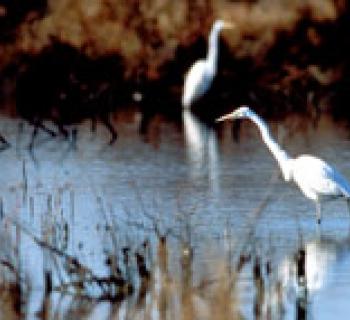 Egrets in water photo Photo