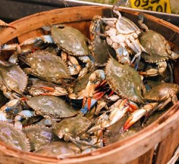 Bushel of crabs at Stoney's Seafood House-Prince Frederick Photo