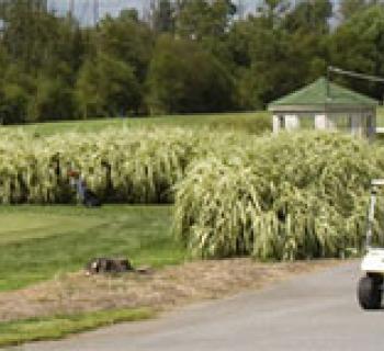 Paint Branch Golf Course Photo