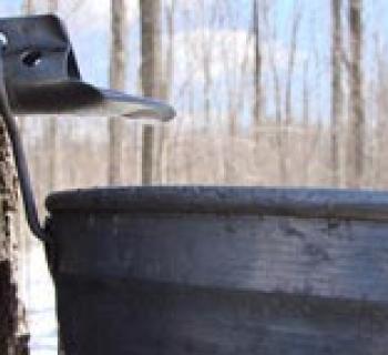 Tree and bucket Photo