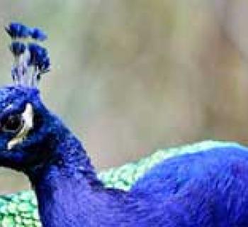 Peacock at the Plumpton Park Zoo Photo