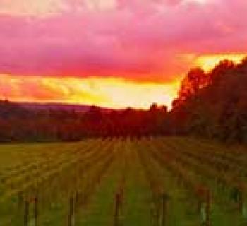 Sunset view at Red Heifer Winery Photo