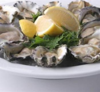 oysters Photo