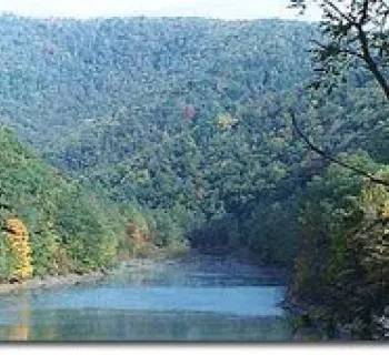 Savage River Forest Photo
