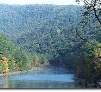 Savage River Forest Photo