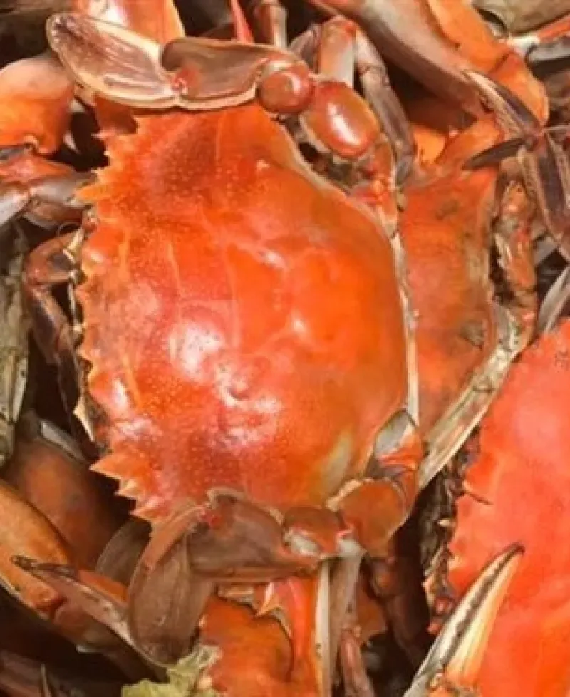 Crabs Photo
