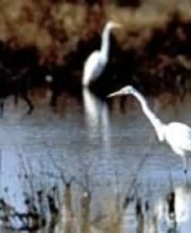 Blackwater National Wildlife Refuge Photo