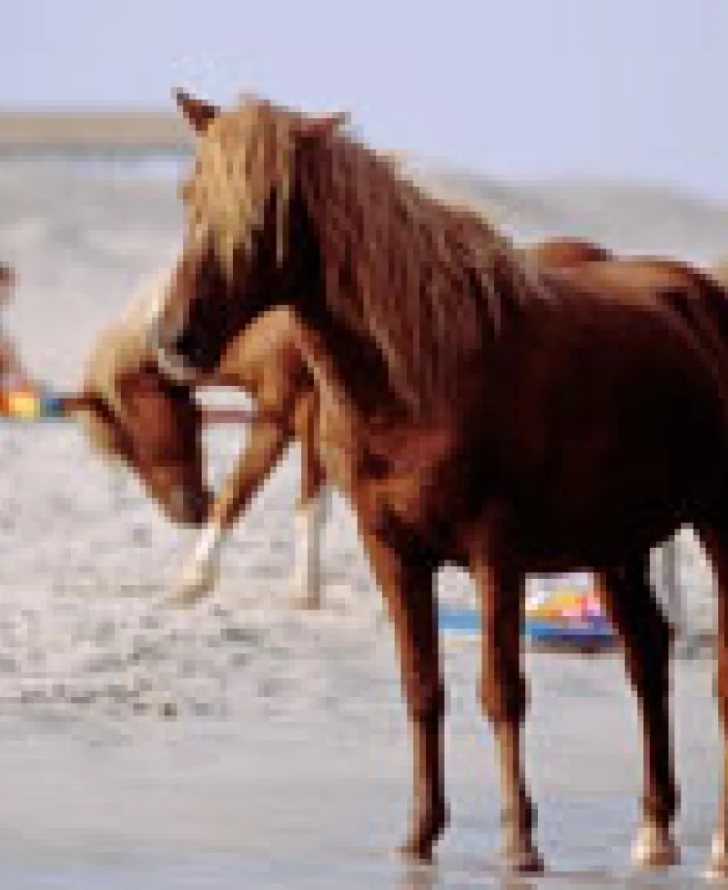 Ponies on the Beach in Assateague State Park Photo