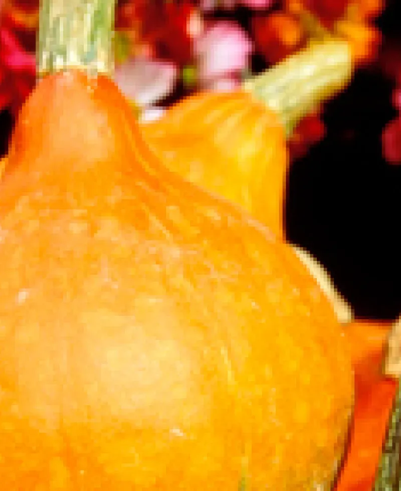 Produce Photo Photo