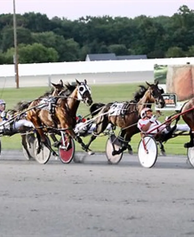 Ocean Downs-Horses Photo