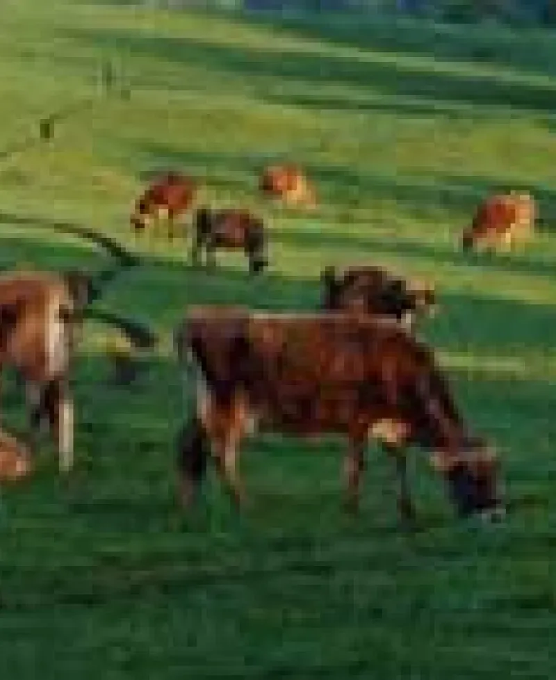 Cows in pasture Photo