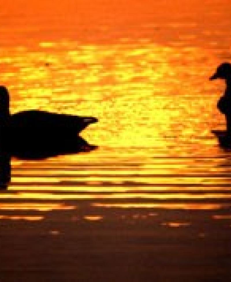 Myrtle Grove Wildlife Management Area Photo