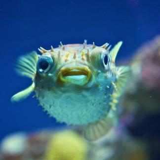 national aquarium half price friday
