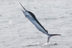 White Marlin jumping out of the water White Marlin jumping out of the water