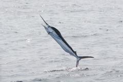 White Marlin - Ocean City Ocean City is the White Marlin Capital of the World.