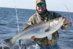 Striped-Bass Rock Fish in Loch Raven Striped-bass rock fish in Loch Raven