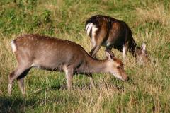 Exotic Sika Deer Exotic sika deer
