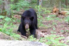 Black Bear - Dan’s Mountain Black Bear - Dan’s Mountain