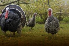 Wild Turkeys in Savage River State Forest This forest in Western Maryland provides great opportunity for the turkey hunter.