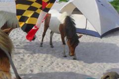 Seashore Beach Camping Assateague ponies next to tent