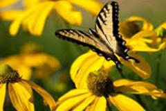 Butterfly on a yellow flower