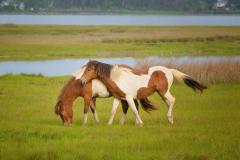 Assateague's famous wild ponies live in bands of two to twelve animals. Assateague's famous wild ponies live in bands of two to twelve animals.