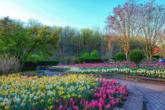 Brookside Garden spring flowers
