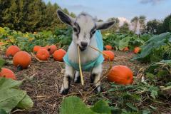 Clark’s Elioak Petting Farm baby goat in pumpkin patch