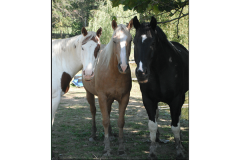 Horses at Elk Mountain Trails Three horses at Elk Mountain Trails