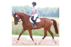 Holly Ridge Farm Equestrian Center Holly Ridge Farm Equestrian Center rider and horse