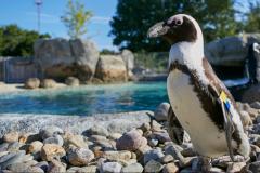 Penguins at The Maryland Zoo in Baltimore Penguins at The Maryland Zoo in Baltimore