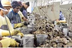Oyster shuckers