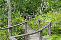 Piscataway Park Pumpkin Ash Trail Boardwalk Piscataway Park Pumpkin Ash Trail Boardwalk
