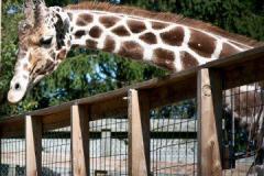Jimmie the Giraffe at Plumpton Park Zoo Jimmie the Giraffe