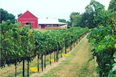 The Ultimate Guide To Maryland S Winery Trails