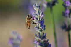 bee on lavender