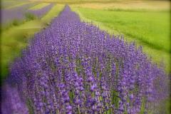 Lavender field