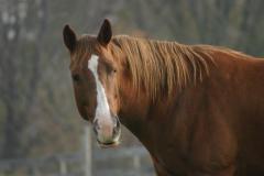 A Horse at Waredaca Farm A Beautiful Horse at Waredaca Farm