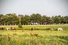 Windy Way Horses Windy Way Horses