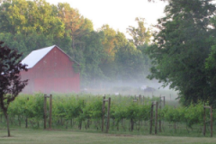 Port of Leonardtown Winery grape vines and red barn in mist