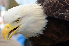 Bald Eagle at Black Water Wildlife Festival Bald Eagle at Black Water Wildlife Festival