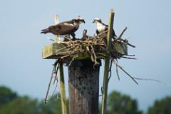 Bald Eagles in a nest